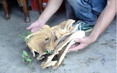 村民挖出3.2公斤巨型野生菌 网友：菌之大一锅炖不下